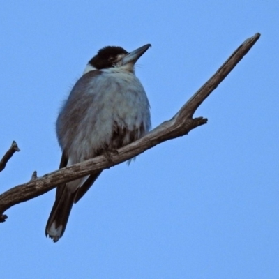 Cracticus torquatus (Grey Butcherbird) at Tidbinbilla Nature Reserve - 25 Sep 2019 by RodDeb
