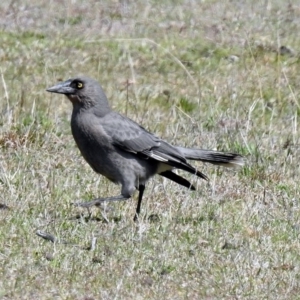 Strepera versicolor at Paddys River, ACT - 25 Sep 2019