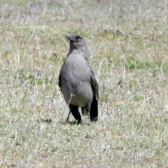 Strepera versicolor at Paddys River, ACT - 25 Sep 2019