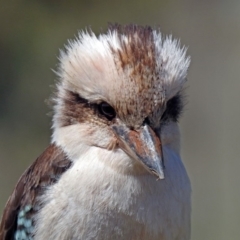 Dacelo novaeguineae (Laughing Kookaburra) at Paddys River, ACT - 25 Sep 2019 by RodDeb