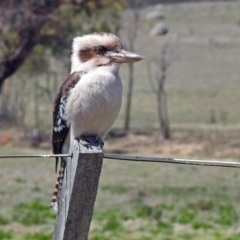 Dacelo novaeguineae at Paddys River, ACT - 25 Sep 2019