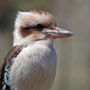 Dacelo novaeguineae at Paddys River, ACT - 25 Sep 2019