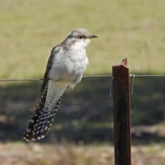 Cacomantis pallidus (Pallid Cuckoo) at Paddys River, ACT - 25 Sep 2019 by RodDeb