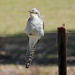 Cacomantis pallidus at Paddys River, ACT - 25 Sep 2019