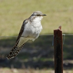 Cacomantis pallidus at Paddys River, ACT - 25 Sep 2019