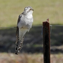 Cacomantis pallidus at Paddys River, ACT - 25 Sep 2019 11:04 AM