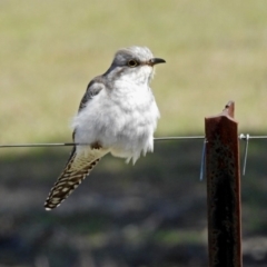 Cacomantis pallidus at Paddys River, ACT - 25 Sep 2019 11:04 AM