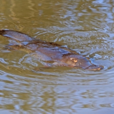 Ornithorhynchus anatinus (Platypus) at Paddys River, ACT - 25 Sep 2019 by RodDeb