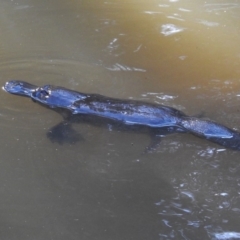 Ornithorhynchus anatinus at Paddys River, ACT - 25 Sep 2019
