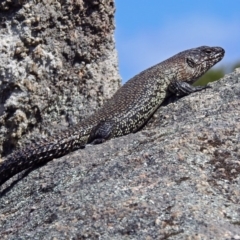 Egernia cunninghami (Cunningham's Skink) at Paddys River, ACT - 25 Sep 2019 by RodDeb