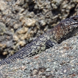 Egernia cunninghami at Paddys River, ACT - 25 Sep 2019 12:36 PM