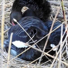 Cygnus atratus (Black Swan) at Paddys River, ACT - 25 Sep 2019 by RodDeb