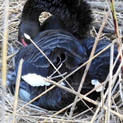 Cygnus atratus (Black Swan) at Tidbinbilla Nature Reserve - 25 Sep 2019 by RodDeb