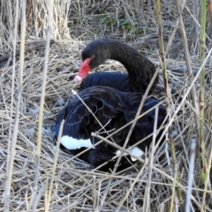 Cygnus atratus at Paddys River, ACT - 25 Sep 2019 03:48 PM