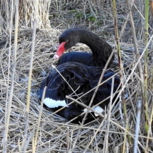 Cygnus atratus at Paddys River, ACT - 25 Sep 2019 03:48 PM