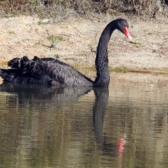 Cygnus atratus at Paddys River, ACT - 25 Sep 2019 03:48 PM