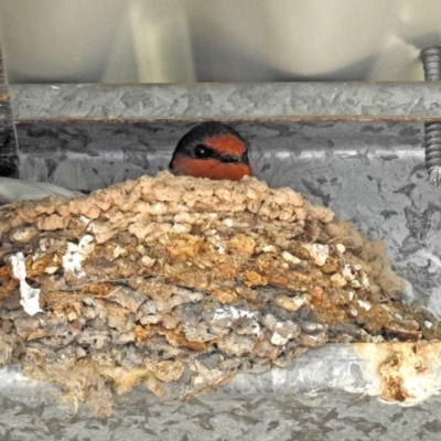 Hirundo neoxena (Welcome Swallow) at Tidbinbilla Nature Reserve - 25 Sep 2019 by RodDeb