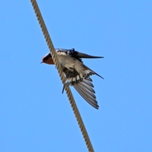 Hirundo neoxena at Kambah, ACT - 25 Sep 2019 12:10 PM