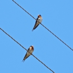 Hirundo neoxena at Kambah, ACT - 25 Sep 2019 12:10 PM