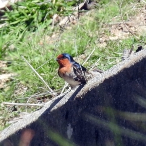 Hirundo neoxena at Kambah, ACT - 25 Sep 2019 12:10 PM