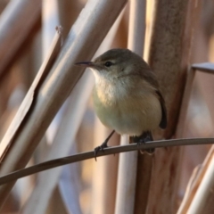 Acrocephalus australis (Australian Reed-Warbler) at Fyshwick, ACT - 26 Sep 2019 by RodDeb