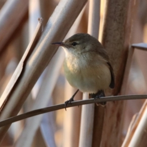 Acrocephalus australis at Fyshwick, ACT - 26 Sep 2019 05:34 PM