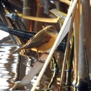 Acrocephalus australis at Fyshwick, ACT - 26 Sep 2019 05:34 PM