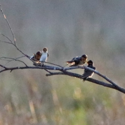 Petrochelidon ariel (Fairy Martin) at Fyshwick, ACT - 26 Sep 2019 by RodDeb