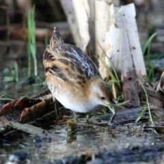 Zapornia pusilla (Baillon's Crake) at Fyshwick, ACT - 26 Sep 2019 by RodDeb