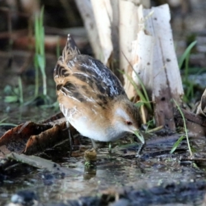 Zapornia pusilla at Fyshwick, ACT - 26 Sep 2019