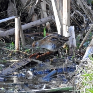 Zapornia pusilla at Fyshwick, ACT - 26 Sep 2019