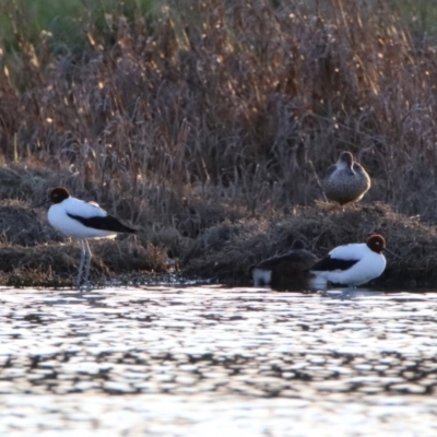 Recurvirostra novaehollandiae (Red-necked Avocet) at Fyshwick, ACT - 26 Sep 2019 by RodDeb