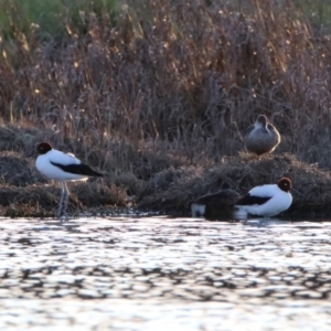 Recurvirostra novaehollandiae at Fyshwick, ACT - 26 Sep 2019