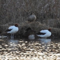 Recurvirostra novaehollandiae at Fyshwick, ACT - 26 Sep 2019