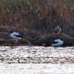 Recurvirostra novaehollandiae at Fyshwick, ACT - 26 Sep 2019