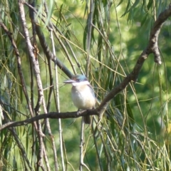 Todiramphus sanctus (Sacred Kingfisher) at Bega, NSW - 1 Apr 2019 by MatthewHiggins