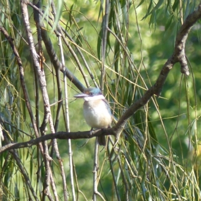 Todiramphus sanctus (Sacred Kingfisher) at Bega, NSW - 2 Apr 2019 by MatthewHiggins