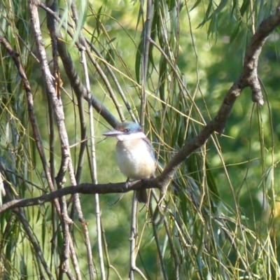 Todiramphus sanctus (Sacred Kingfisher) at Bega, NSW - 1 Apr 2019 by MatthewHiggins