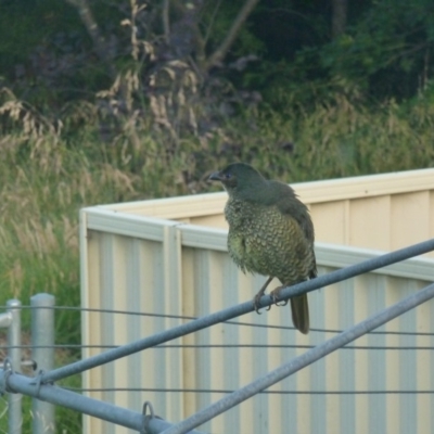 Ptilonorhynchus violaceus (Satin Bowerbird) at Bega, NSW - 30 Nov 2018 by MatthewHiggins