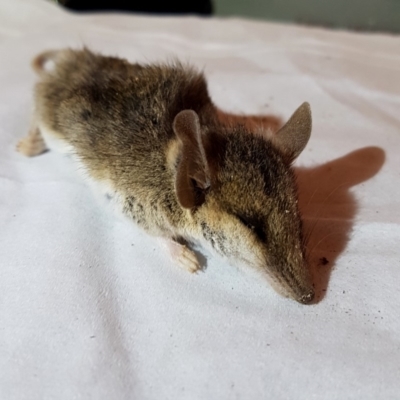 Sminthopsis murina (Common Dunnart) at QPRC LGA - 1 Sep 2019 by Wandiyali