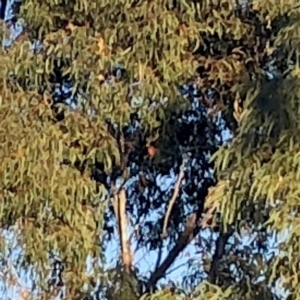 Callocephalon fimbriatum at Jerrabomberra, NSW - 27 Sep 2019