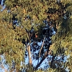 Callocephalon fimbriatum (Gang-gang Cockatoo) at Jerrabomberra, NSW - 26 Sep 2019 by Wandiyali