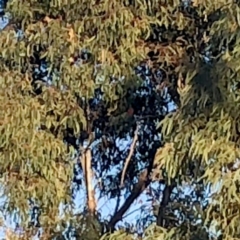 Callocephalon fimbriatum at Jerrabomberra, NSW - 27 Sep 2019