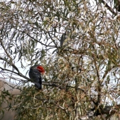 Callocephalon fimbriatum (Gang-gang Cockatoo) at Wandiyali-Environa Conservation Area - 9 Aug 2016 by Wandiyali