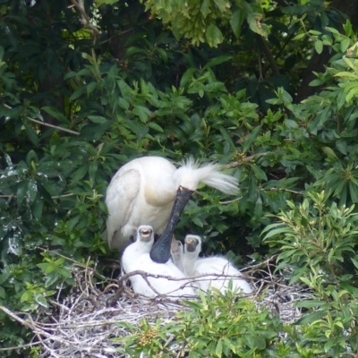 Platalea regia (Royal Spoonbill) at Bega, NSW - 21 Feb 2019 by MatthewHiggins