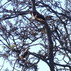 Haliastur sphenurus (Whistling Kite) at Bega, NSW - 1 Jul 2019 by MatthewHiggins