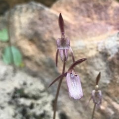 Cyrtostylis reniformis (Common Gnat Orchid) at Point 5595 by PeterR