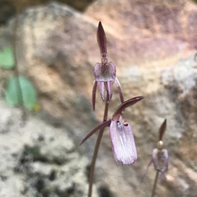 Cyrtostylis reniformis (Common Gnat Orchid) at Black Mountain - 26 Sep 2019 by PeterR