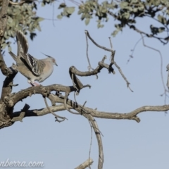 Ocyphaps lophotes (Crested Pigeon) at Hughes, ACT - 13 Sep 2019 by BIrdsinCanberra