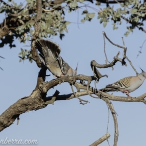 Ocyphaps lophotes at Hughes, ACT - 14 Sep 2019